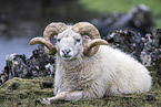 Islandic sheep