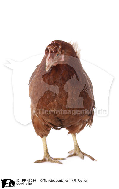 clucking hen / RR-43686