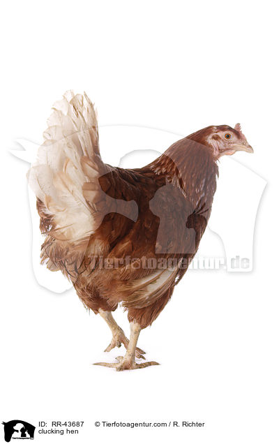 clucking hen / RR-43687