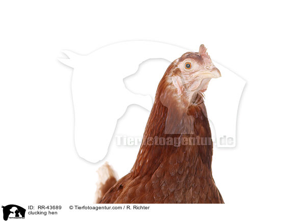 clucking hen / RR-43689