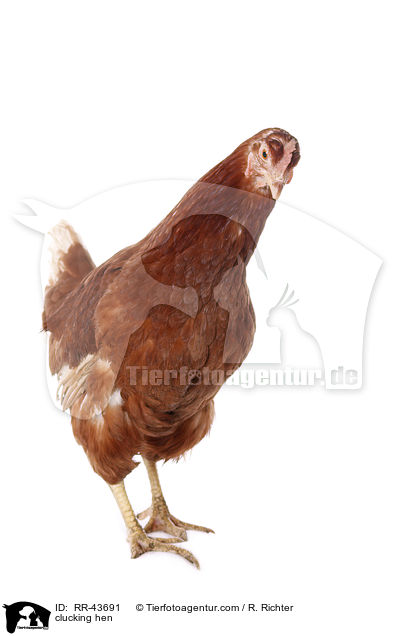 clucking hen / RR-43691