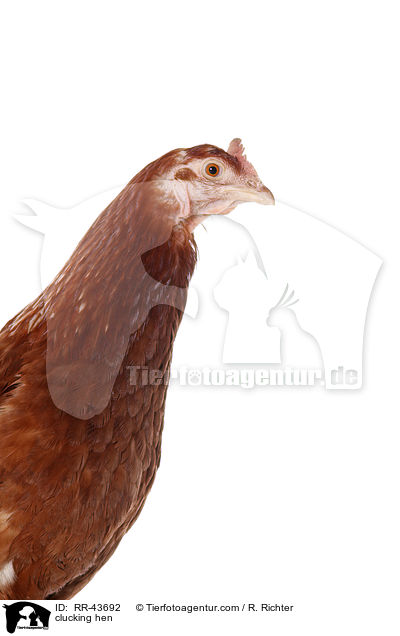 clucking hen / RR-43692