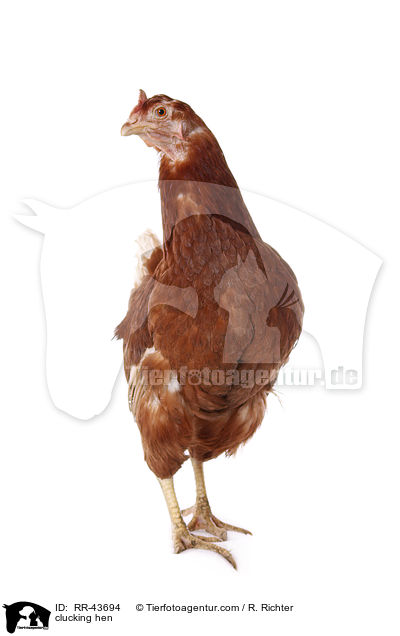 clucking hen / RR-43694