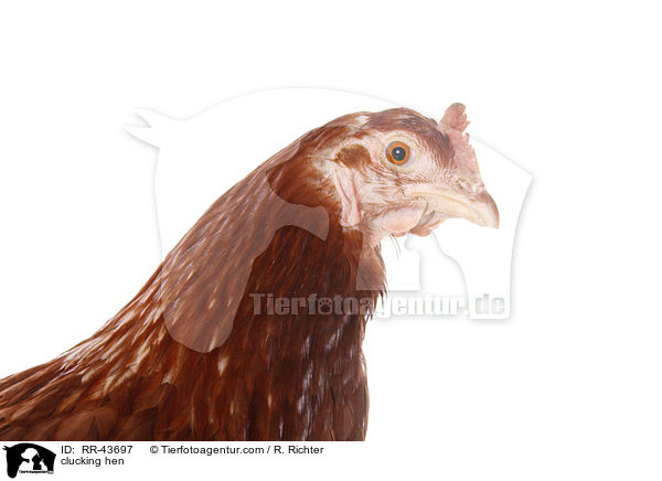 clucking hen / RR-43697