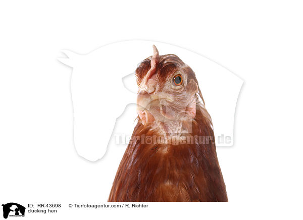 clucking hen / RR-43698