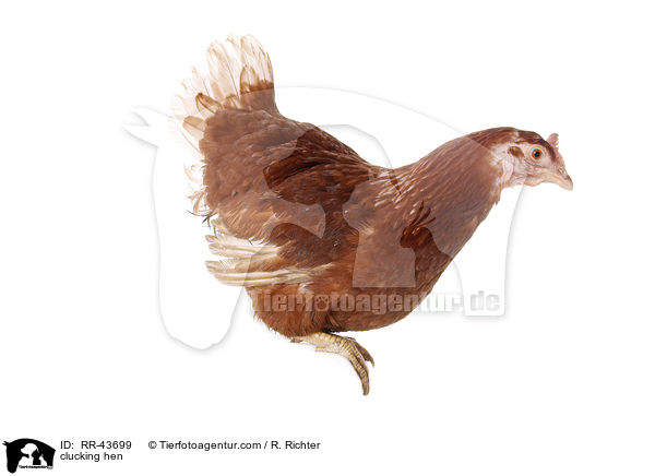 clucking hen / RR-43699