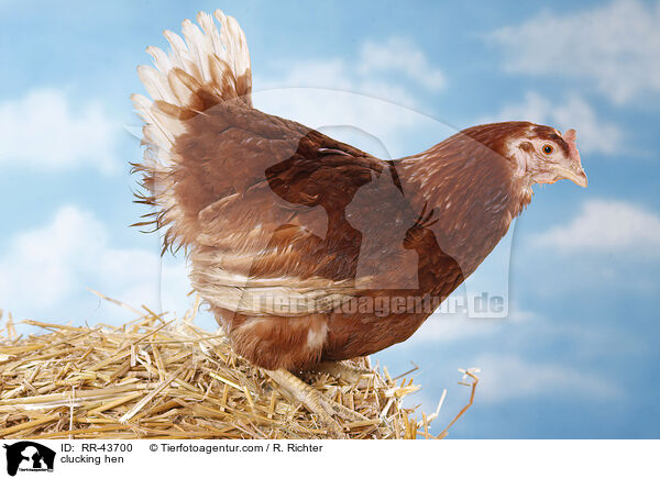 clucking hen / RR-43700