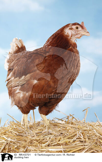 clucking hen / RR-43701