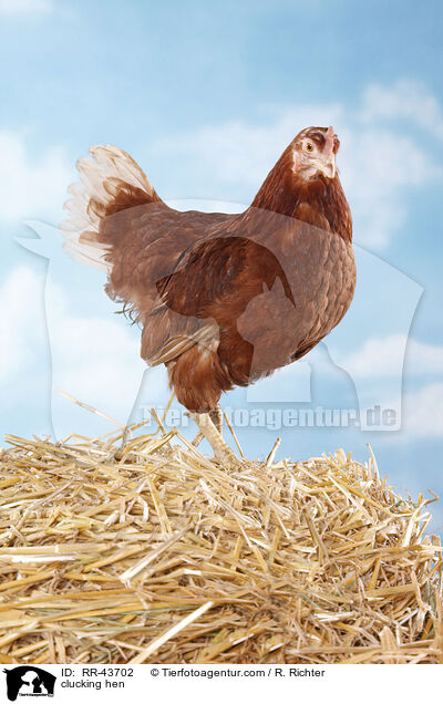 clucking hen / RR-43702
