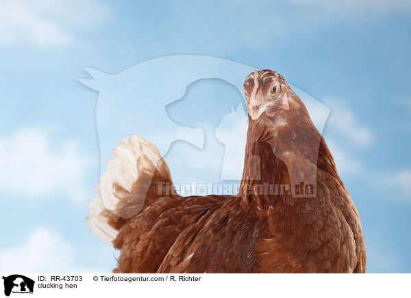 clucking hen / RR-43703