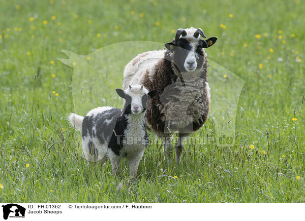 Jacob Sheeps / FH-01362