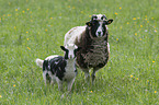 Jacob Sheeps
