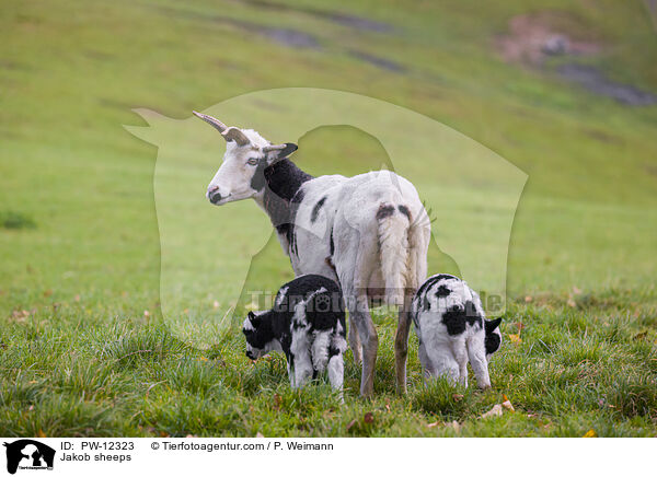 Vierhornschafe / Jakob sheeps / PW-12323