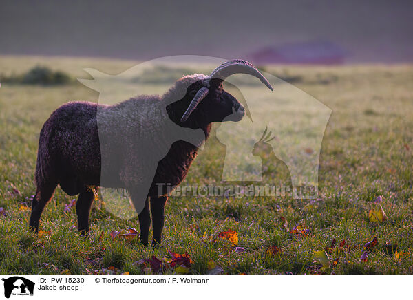 Jakob sheep / PW-15230