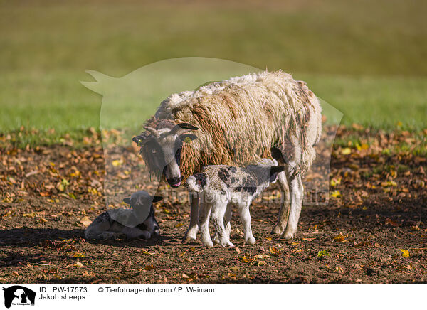 Jakob sheeps / PW-17573