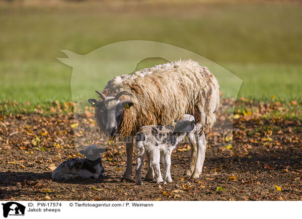 Vierhornschafe / Jakob sheeps / PW-17574