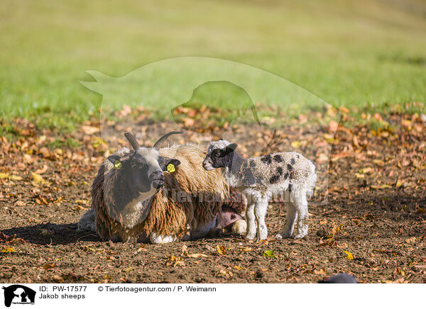 Jakob sheeps / PW-17577