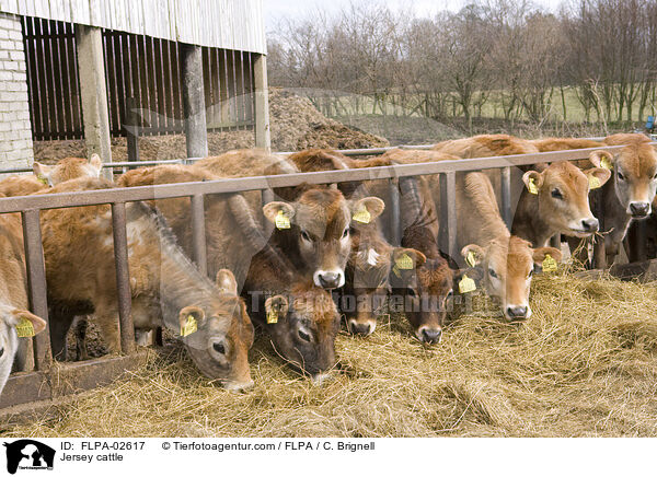 Jersey cattle / FLPA-02617