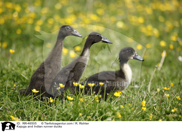 Kajuga Enten und Indische Laufenten / Kajuga and Indian runner ducks / RR-46505