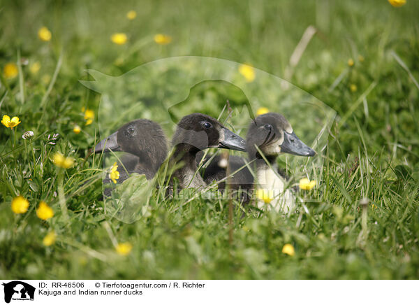 Kajuga Enten und Indische Laufenten / Kajuga and Indian runner ducks / RR-46506