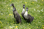 Kajuga and Indian runner ducks