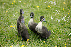 Kajuga and Indian runner ducks