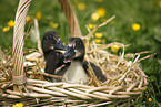 Kajuga and Indian runner ducks