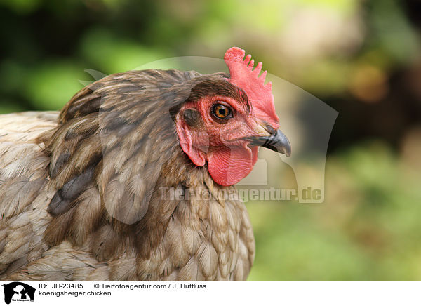 koenigsberger chicken / JH-23485