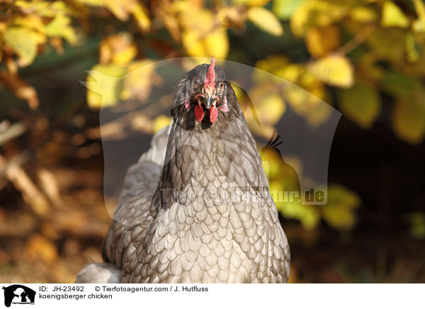 Knigsberger Huhn / koenigsberger chicken / JH-23492
