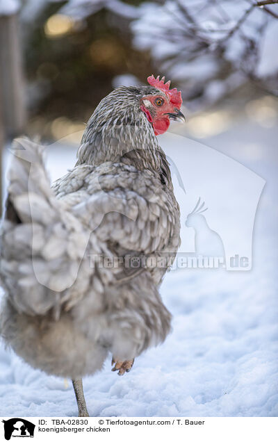 koenigsberger chicken / TBA-02830