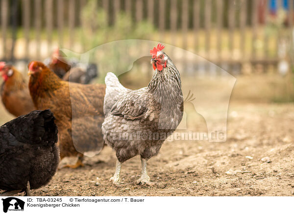 K�nigsberger / Koenigsberger Chicken / TBA-03245