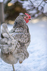 koenigsberger chicken