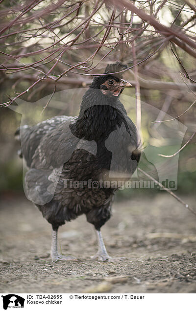 Kosovo chicken / TBA-02655