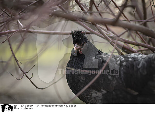 Kosovo-Krher / Kosovo chicken / TBA-02659