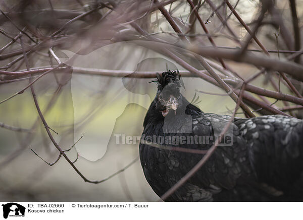 Kosovo chicken / TBA-02660