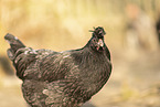 Kosovo chicken