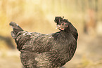 Kosovo chicken