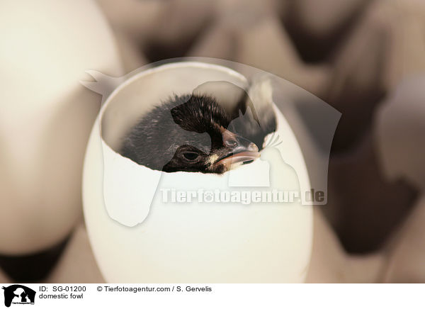 Krper Huhn / domestic fowl / SG-01200