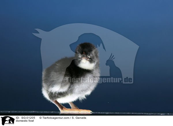 Krper Huhn / domestic fowl / SG-01205