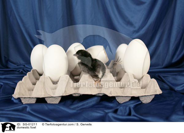 Krper Huhn / domestic fowl / SG-01211