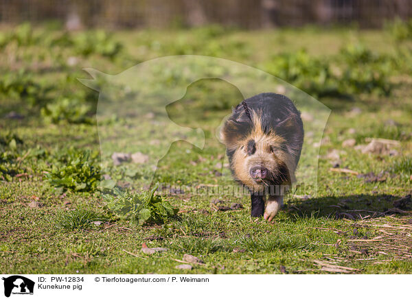 Kunekune Schwein / Kunekune pig / PW-12834
