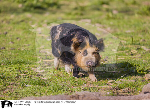 Kunekune Schwein / Kunekune pig / PW-12835