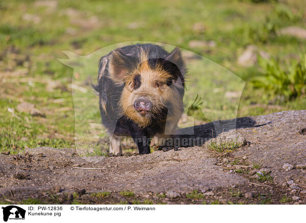 Kunekune Schwein / Kunekune pig / PW-12836