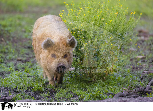 Kunekune Schwein / Kunekune pig / PW-15513