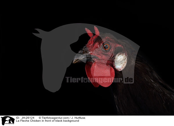 La Fleche Chicken in front of black background / JH-26124