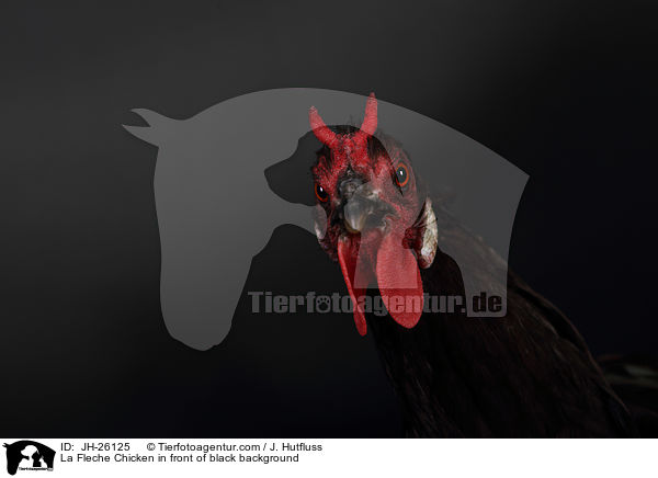 La Fleche Huhn vor schwarzem Hintergrund / La Fleche Chicken in front of black background / JH-26125