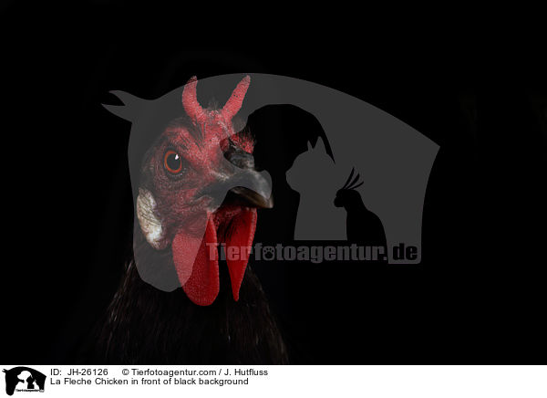 La Fleche Chicken in front of black background / JH-26126