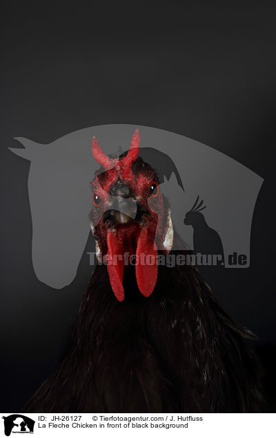 La Fleche Chicken in front of black background / JH-26127