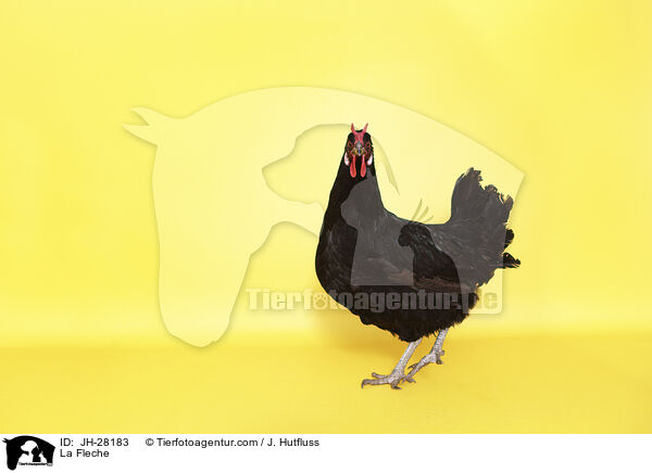 La Fleche Huhn / La Fleche / JH-28183