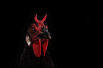 La Fleche Chicken in front of black background